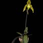 Fine Art Print Paphiopedilum It's Doll Plant by Kevin G Saunders