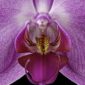 Fine Art Print Phaleonopsis Pantone Pink Bloom Close by Kevin G Saunders