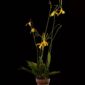 Fine Art Print Psychopsis Papilio Var Alba Carmela Plant by Kevin G Saunders