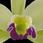 Fine Art Print Rhyncholaeliocattleya Greenwhich Elmhurst Bloom Close by Kevin G Saunders