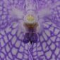 Fine Art Print Vanda Charlene Atkins Bloom Close by Kevin G Saunders