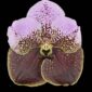 Fine Art Print Vanda Crownfox Velvet Bloom by Kevin G Saunders