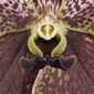 Fine Art Print of Vanda Crownfox Velvet Bloom Close by Kevin G Saunders