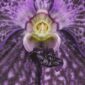 Fine Art Print Vanda Janel de Cruz Bloom Close by Kevin G Saunders