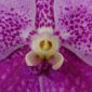 Fine Art Print of Vanda Pantone Pink Bloom Close by Kevin G Saunders