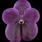 Fine Art Print Vanda Roberts Delight Bloom by Kevin G Saunders