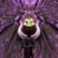 Fine Art Print Vanda Roberts Delight Bloom Close by Kevin G Saunders