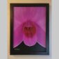 Photographic documentation of a physical, museum-grade orchid study and custom frame by Kevin G. Saunders. This close-up capture verifies the material texture and depth of the manual artistry produced at 107 Blue Star. Physical reality asset; not a digital mockup.