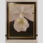 Photographic documentation of a physical, museum-grade orchid study and custom frame by Kevin G. Saunders. This close-up capture verifies the material texture and depth of the manual artistry produced at 107 Blue Star. Physical reality asset; not a digital mockup.