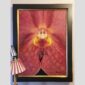 Photographic documentation of a physical, museum-grade orchid study and custom frame by Kevin G. Saunders. This close-up capture verifies the material texture and depth of the manual artistry produced at 107 Blue Star. Physical reality asset; not a digital mockup.