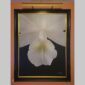Photographic documentation of a physical, museum-grade orchid study and custom frame by Kevin G. Saunders. This close-up capture verifies the material texture and depth of the manual artistry produced at 107 Blue Star. Physical reality asset; not a digital mockup.