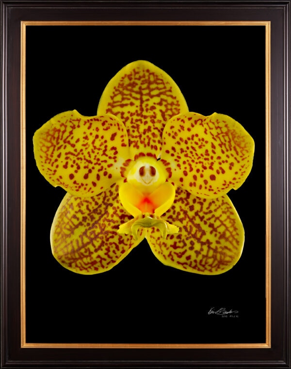 Ascda Kirk Hoo 'Yellow Dragon' - Bloom - Hyperrealistic Fine Art Print by Kevin G. Saunders, KGS Studios