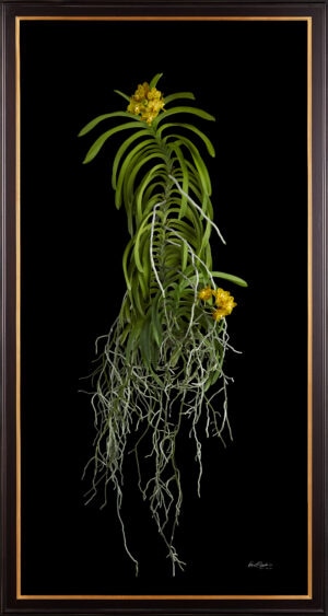Framed Fine Art Orchid Print Ascda Kirk Hoo Yellow Dragon Plant by Kevin G Saunders