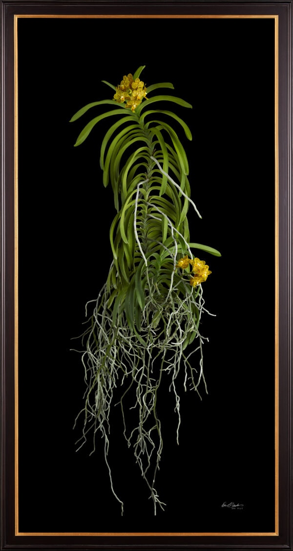 Framed Fine Art Orchid Print Ascda Kirk Hoo Yellow Dragon Plant by Kevin G Saunders