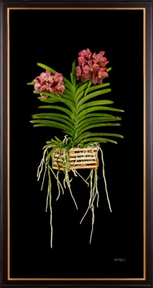 Framed Fine Art Orchid Print Ascda Tony Viggiani Plant by Kevin G Saunders