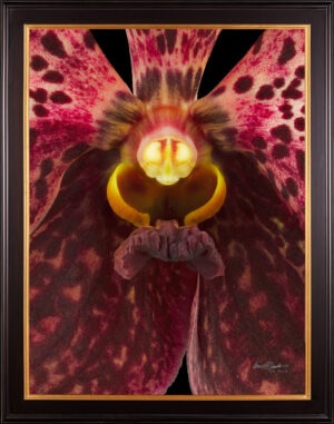 Framed Fine Art Orchid Print Ascda Tony Viggiani Bloom Close by Kevin G Saunders