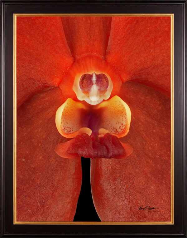 Framed Fine Art Orchid Print Ascda Fuchs Sunkist Orange Glow Bloom Close by Kevin G Saunders
