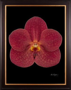 Framed Fine Art Orchid Print Ascda John de Biase Angela Bloom by Kevin G Saunders