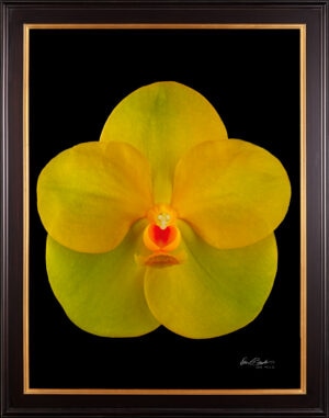 Framed Fine Art Orchid Print Ascda Fuchs Angel Frost Michael FCC AOS Bloom by Kevin G Saunders