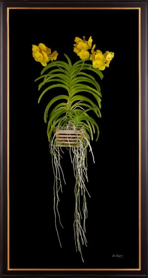 Framed Fine Art Orchid Print Ascda Fuchs Angel Frost Michael FCC AOS Plant by Kevin G Saunders