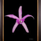 Framed Fine Art Orchid Print Bc Makai Louise AM AOS Bloom by Kevin G Saunders