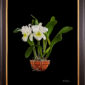 Framed Fine Art Orchid Print Bc Pastoral Innocence AM AOS Plant by Kevin G Saunders