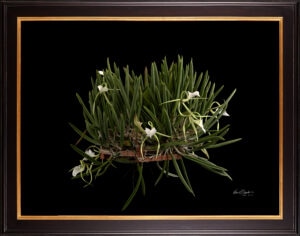 Framed Fine Art Print Brassavola Nodosa Plant by Kevin G Saunders