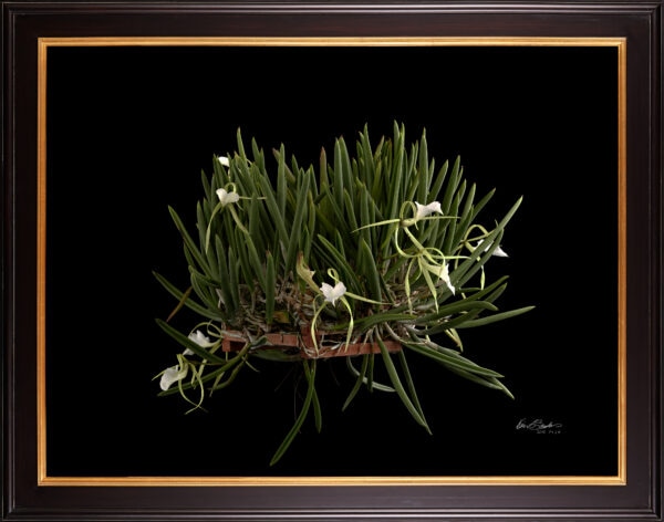 Framed Fine Art Print Brassavola Nodosa Plant by Kevin G Saunders
