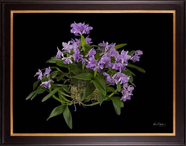 Framed Fine Art Orchid Print Cattleya Portia coerulea 'Sir Jeremiah Coleman' Plant by Kevin G Saunders