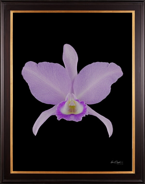 Framed Fine Art Orchid Print Cattleya Portia coerulea 'Sir Jeremiah Coleman' Bloom by Kevin G Saunders