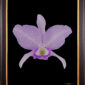 Framed Fine Art Orchid Print Cattleya Portia coerulea 'Sir Jeremiah Coleman' Bloom by Kevin G Saunders