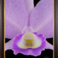 Framed Fine Art Orchid Print Cattleya Portia coerulea 'Sir Jeremiah Coleman' Bloom Close by Kevin G Saunders