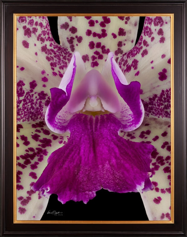 Framed Fine Art Orchid Print Cattleya Caudebec Little Mother AM AOS CCM Bloom Close by Kevin G Saunders