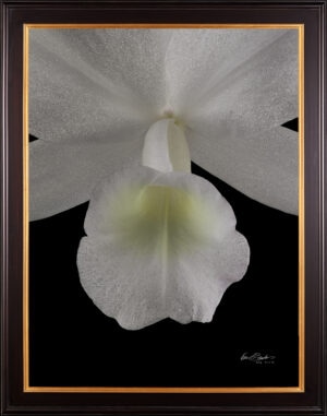 Framed Fine Art Orchid Print Cattleya Skinneri Var Alba Bloom Close by Kevin G Saunders
