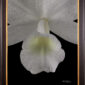 Framed Fine Art Orchid Print Cattleya Skinneri Var Alba Bloom Close by Kevin G Saunders