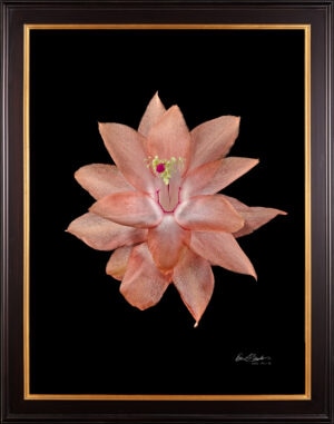 Framed Fine Art Print Christmas Cactus Bloom by Kevin G Saunders