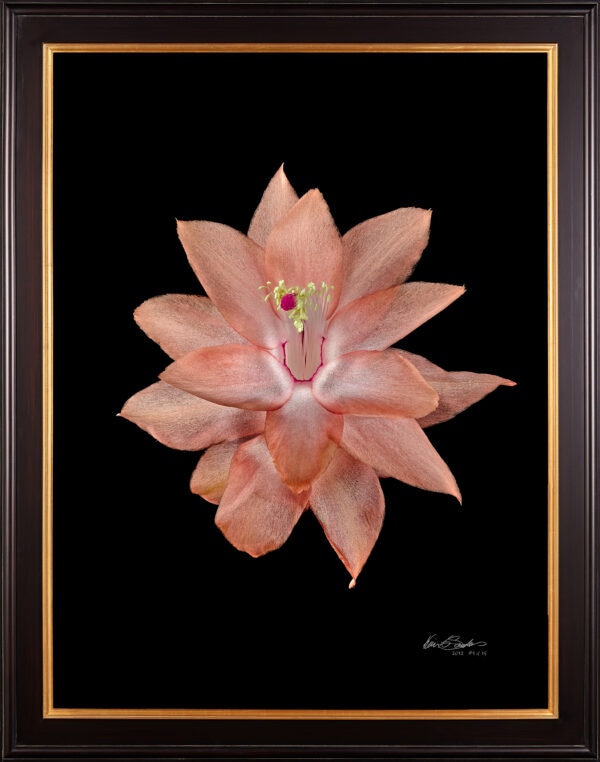 Framed Fine Art Print Christmas Cactus Bloom by Kevin G Saunders