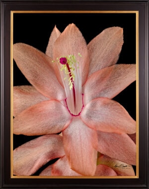 Framed Fine Art Print Christmas Cactus Bloom Close by Kevin G Saunders