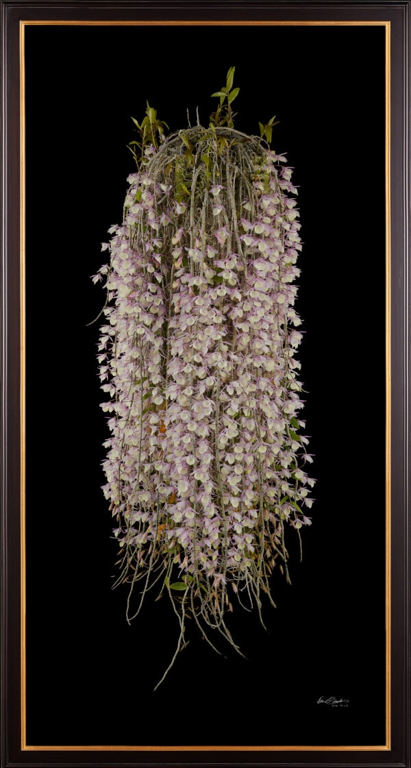 Framed Fine Art Orchid Print Dendrobium Aphyllum Plant by Kevin G Saunders