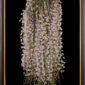 Framed Fine Art Orchid Print Dendrobium Aphyllum Plant by Kevin G Saunders
