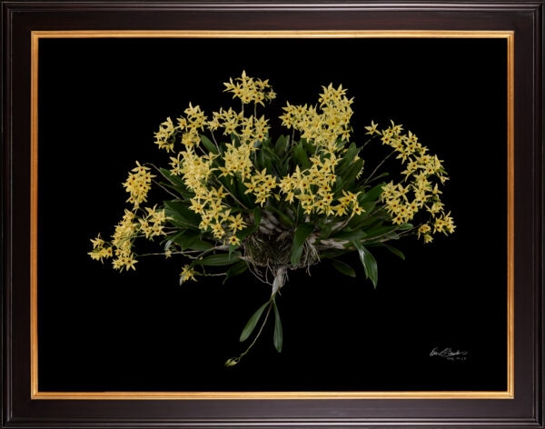 Framed Fine Art Orchid Print Dendrobium Yellow Plant by Kevin G Saunders