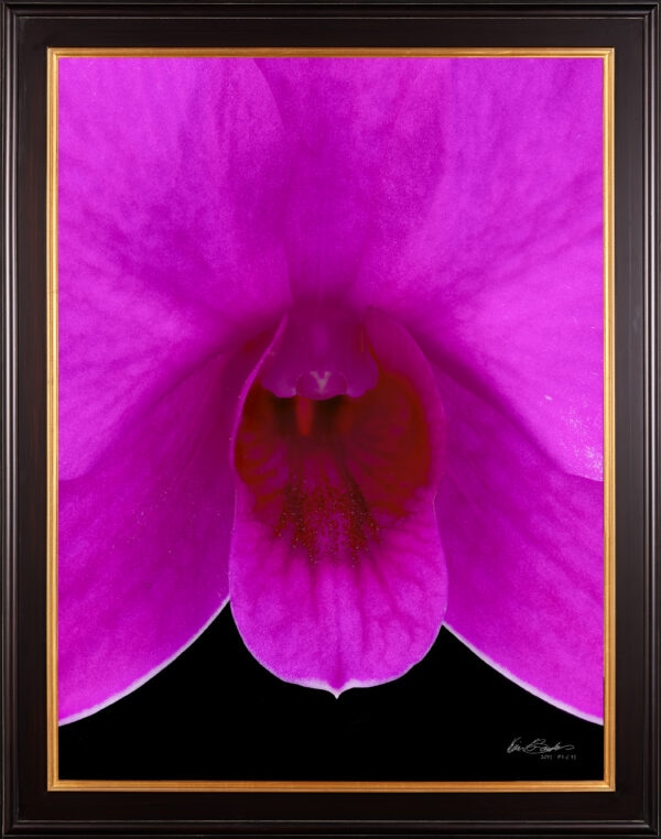 Framed Fine Art Orchid Print Dendrobium Compactum Bloom Close by Kevin G Saunders
