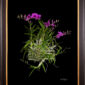 Framed Fine Art Orchid Print Dendrobium Compactum Plant by Kevin G Saunders