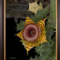 Framed Fine Art Orchid Print Huernia Confusa Bloom by Kevin G Saunders