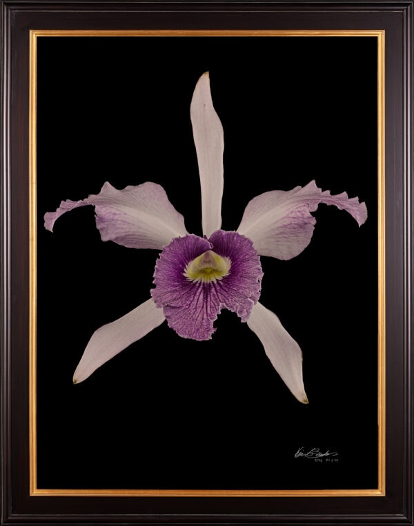 Framed Fine Art Orchid Print Laeliocattleya C G Roebling Bloom by Kevin G Saunders