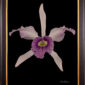 Framed Fine Art Orchid Print Laeliocattleya C G Roebling Bloom by Kevin G Saunders
