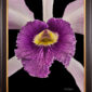 Framed Fine Art Orchid Print Laeliocattleya C G Roebling Bloom Close by Kevin G Saunders