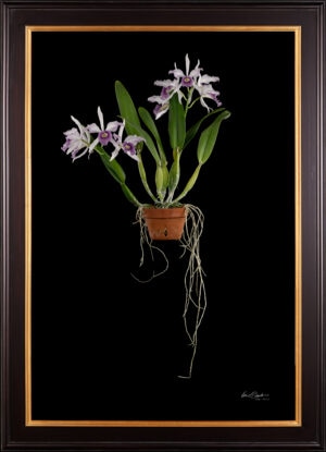 Framed Fine Art Orchid Print Laeliocattleya C G Roebling Plant by Kevin G Saunders