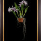 Framed Fine Art Orchid Print Laeliocattleya C G Roebling Plant by Kevin G Saunders