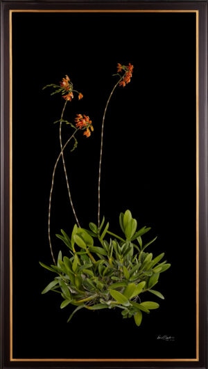 Framed Fine Art Print Myrmecophila Brysiana Plant by Kevin G Saunders